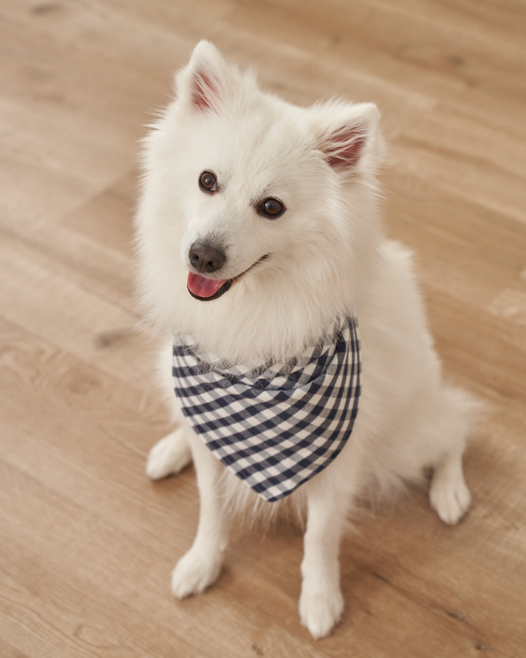 Blue Jay' Dog Bandana