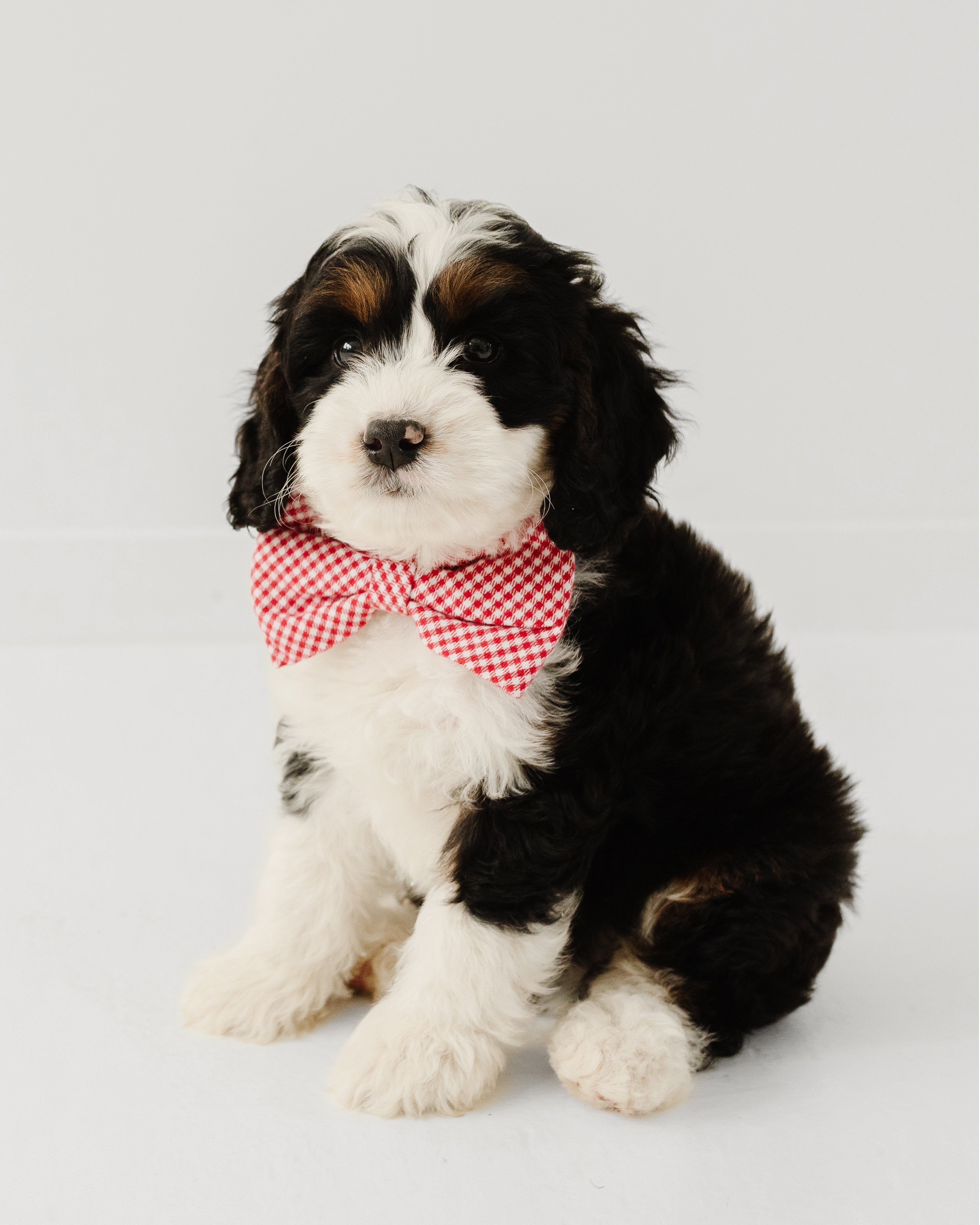 A fluffy black and white puppy poses on a white background wearing an Arctic Express Dog Bow Tie from Petite Plume. The pup gazes attentively at the camera, perfectly dressed for any pet holiday occasion.