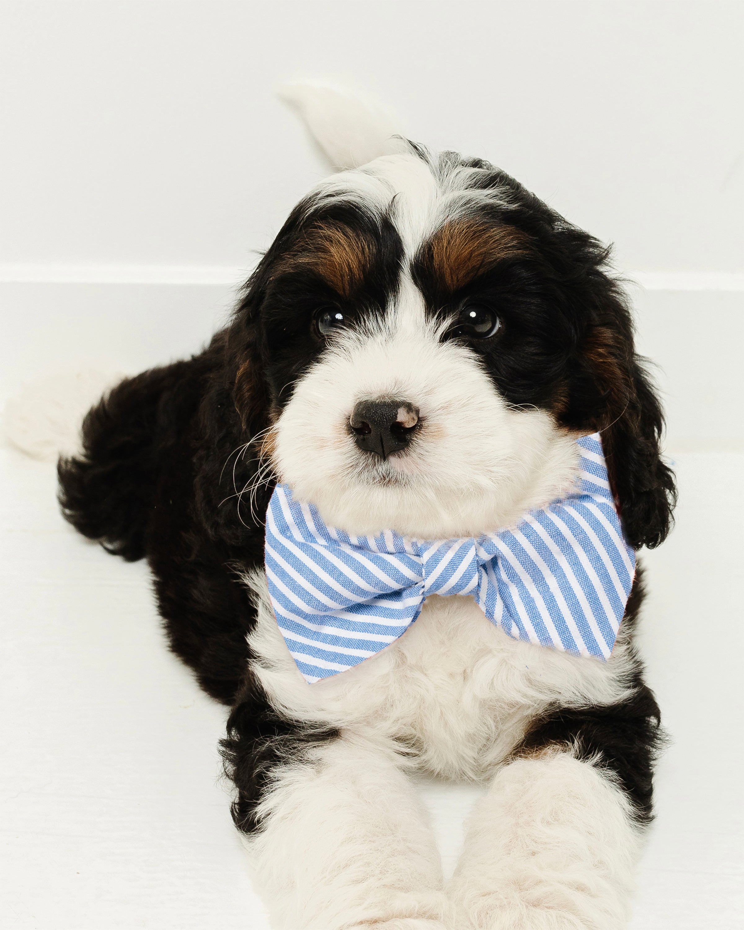 A fluffy black, white, and brown puppy wearing a Petite Plume Dog Twill Bow Tie in Pink Gingham is lying down, looking attentively forward against a plain white background, showcasing its charming dog accessories.