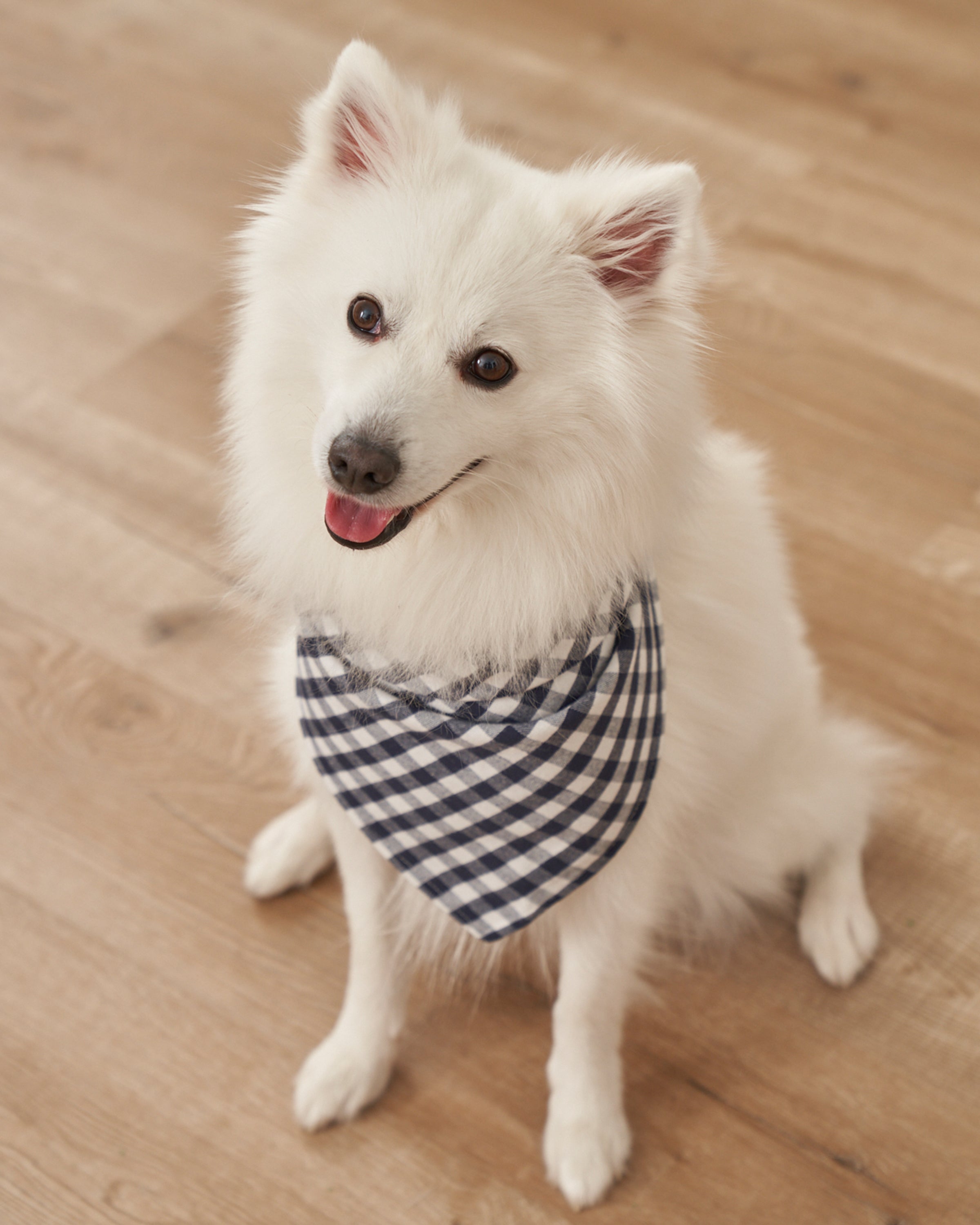 A fluffy white dog sits on the wooden floor, joyfully grinning with its tongue out, wearing a Dog Twill Bandana in Bateau by Petite Plume—perfectly showcasing stylish dog accessories.